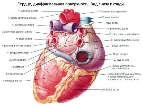Szív