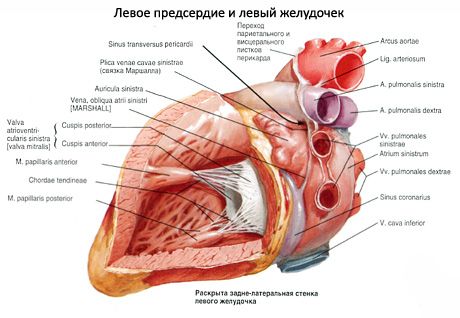Szív